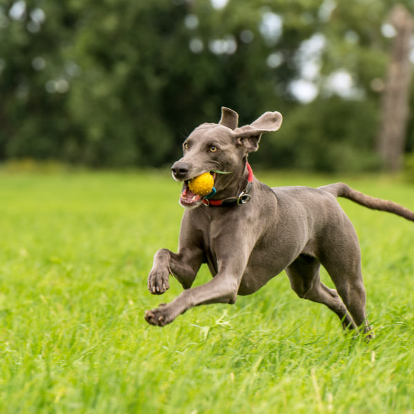 Bellosbest Hundebetreuung, Foto von Zaubergraphie
