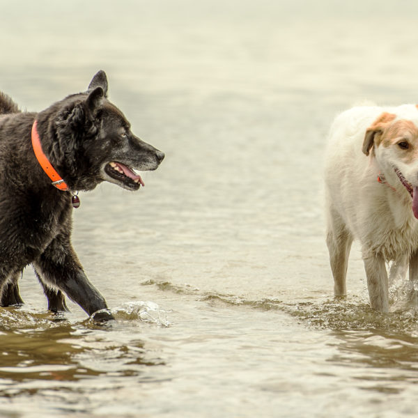 Bellosbest Hundebetreuung, Foto von Zaubergraphie