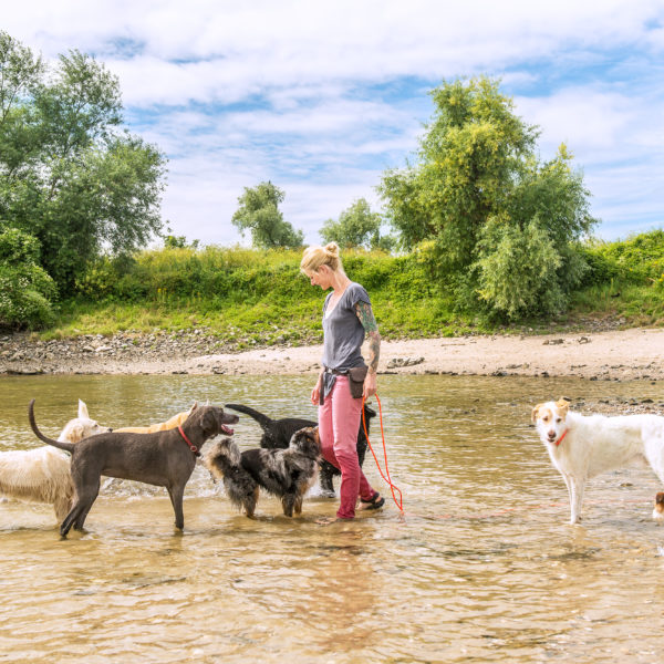 Bellosbest Hundebetreuung, neue Webseite Gassiservice Düsseldorf Foto von Zaubergraphie