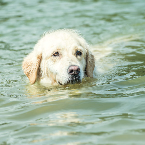 Bellosbest Hundebetreuung, Foto von Zaubergraphie